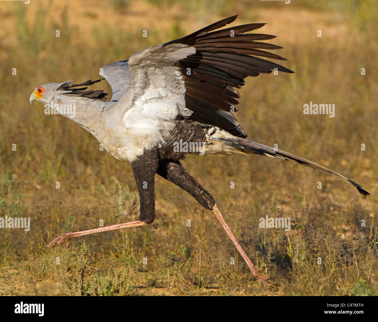 Sekretärin-Vogel ausgeführt Stockfoto