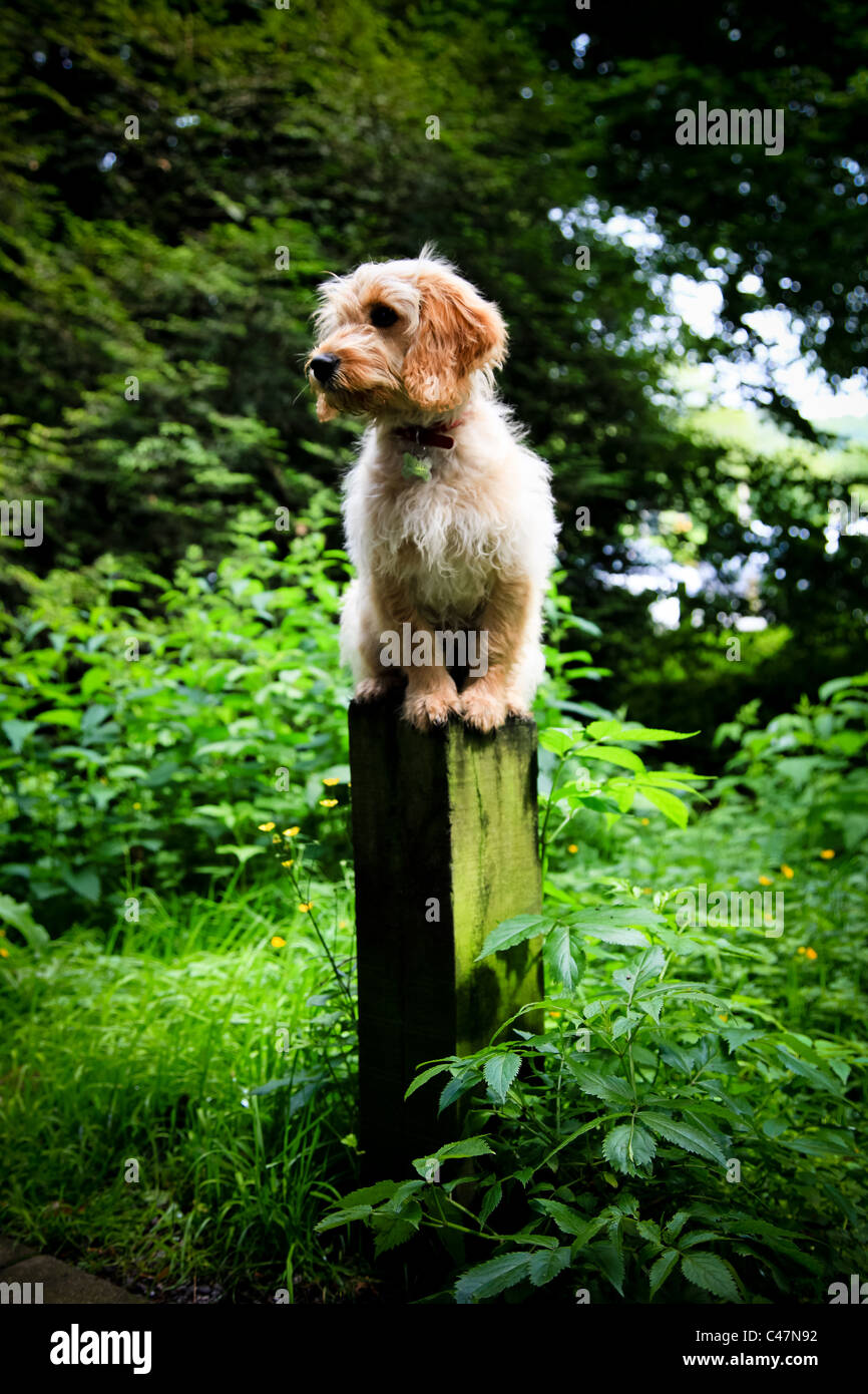 Cockapoo Welpe Hund ausgeglichen zu einem Wald post Stockfoto