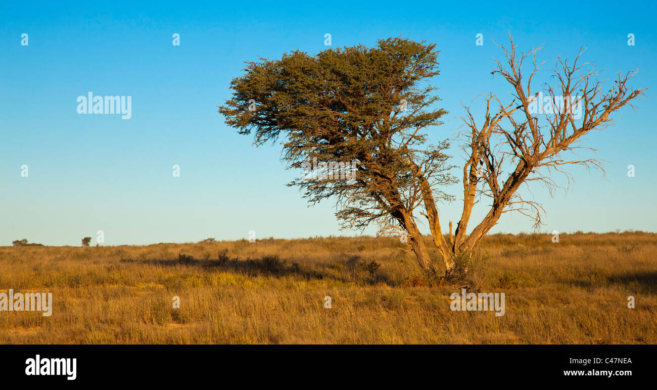 halbe toter Baum Stockfoto