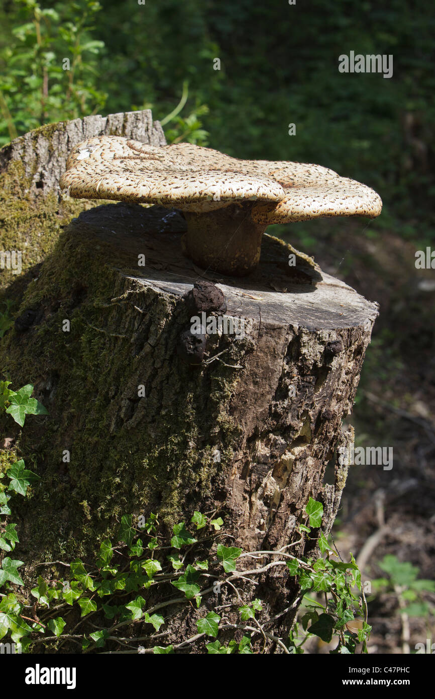 Die Dryade Sattel Pilze (Polyporus an) wachsen auf einem alten Baumstumpf Stockfoto