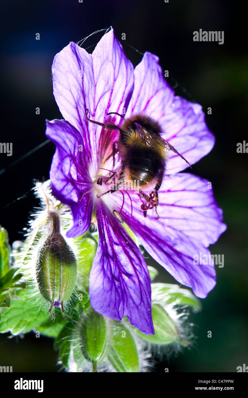 Buff Tailed Bumble Bee - Bombus Terrestris auf eine Geranie Stockfoto