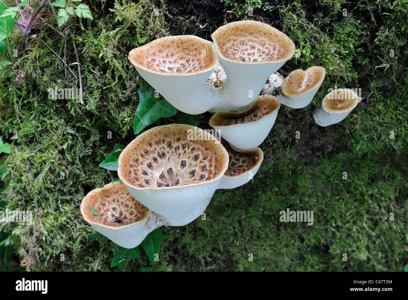 Pilze, Dryaden Sattel, Polyporus an, frische Fruchtkörper auf umgestürzten Baumstumpf, Norfolk, Großbritannien, Mai Stockfoto