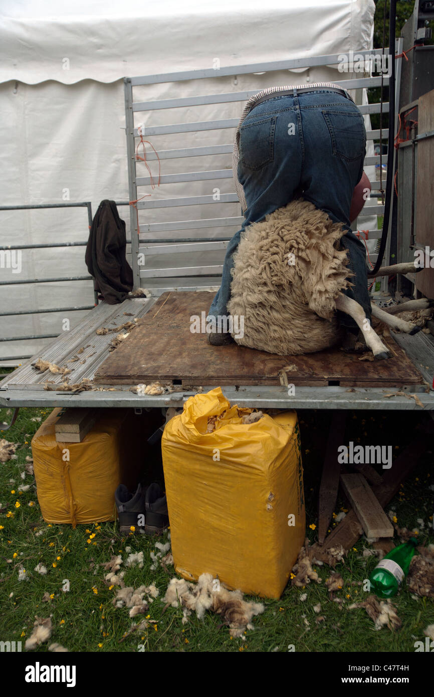 Mann auf Grafschaft Fife in Schottland Schafe scheren Stockfoto