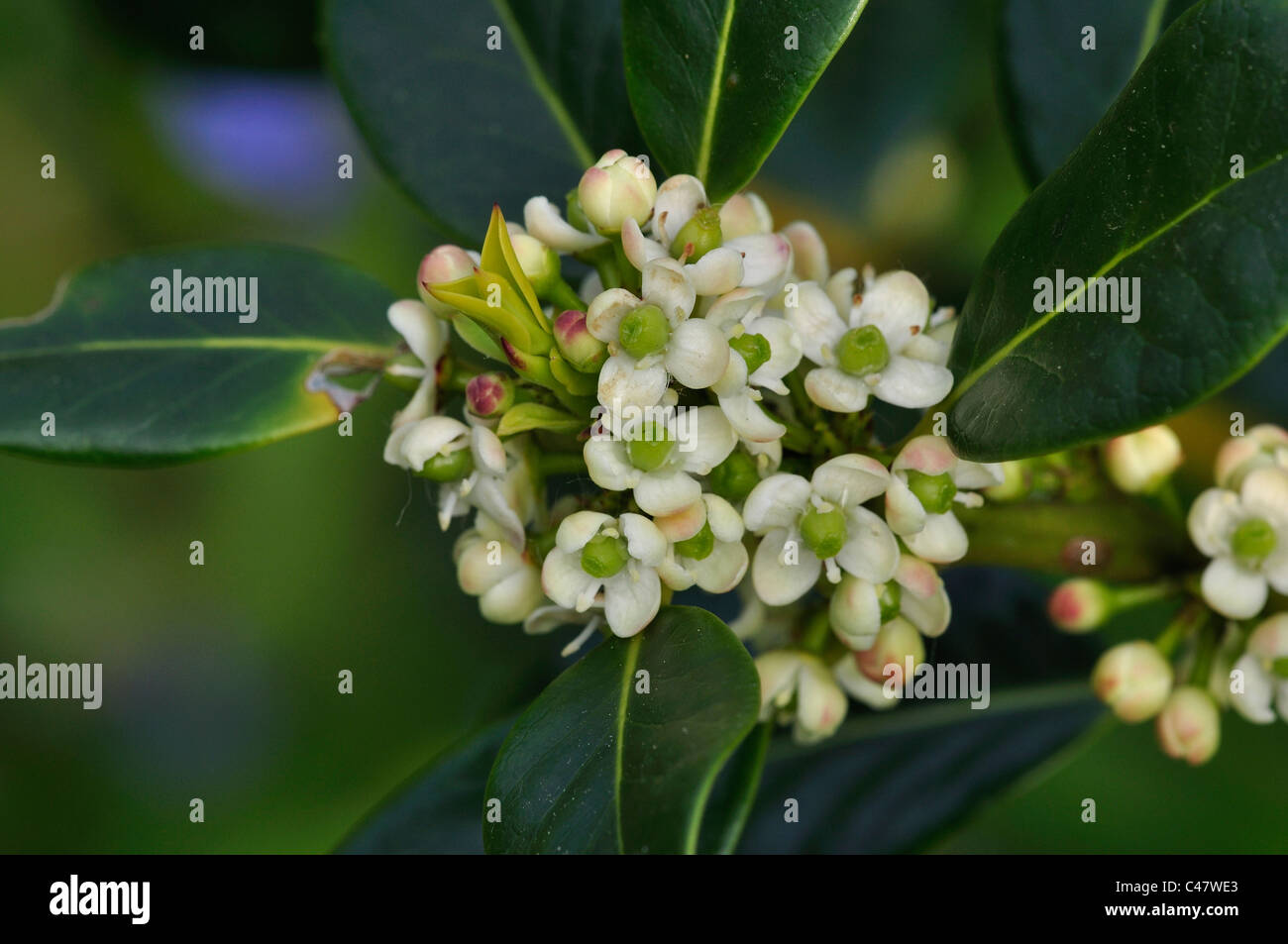 Die kleinen weien Blten der Stechpalme (Ilex Aquifolium) Blte UK  Stockfotografie - Alamy