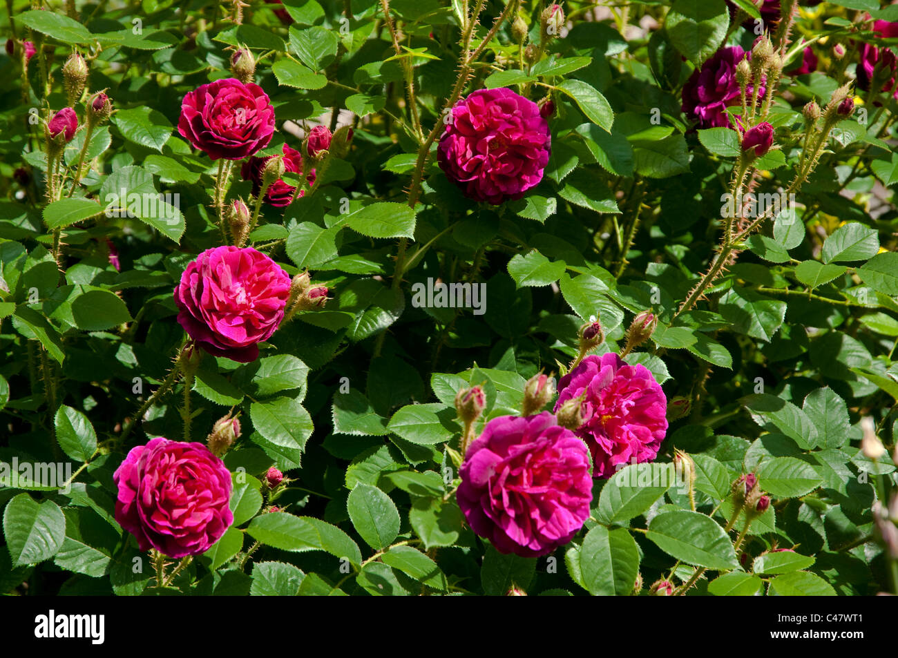 Rosa Othello (Auslo) eine helle Cerise gefärbt rose - zeichnet sich durch seine Stiele mit stacheligen Dornen. Stockfoto