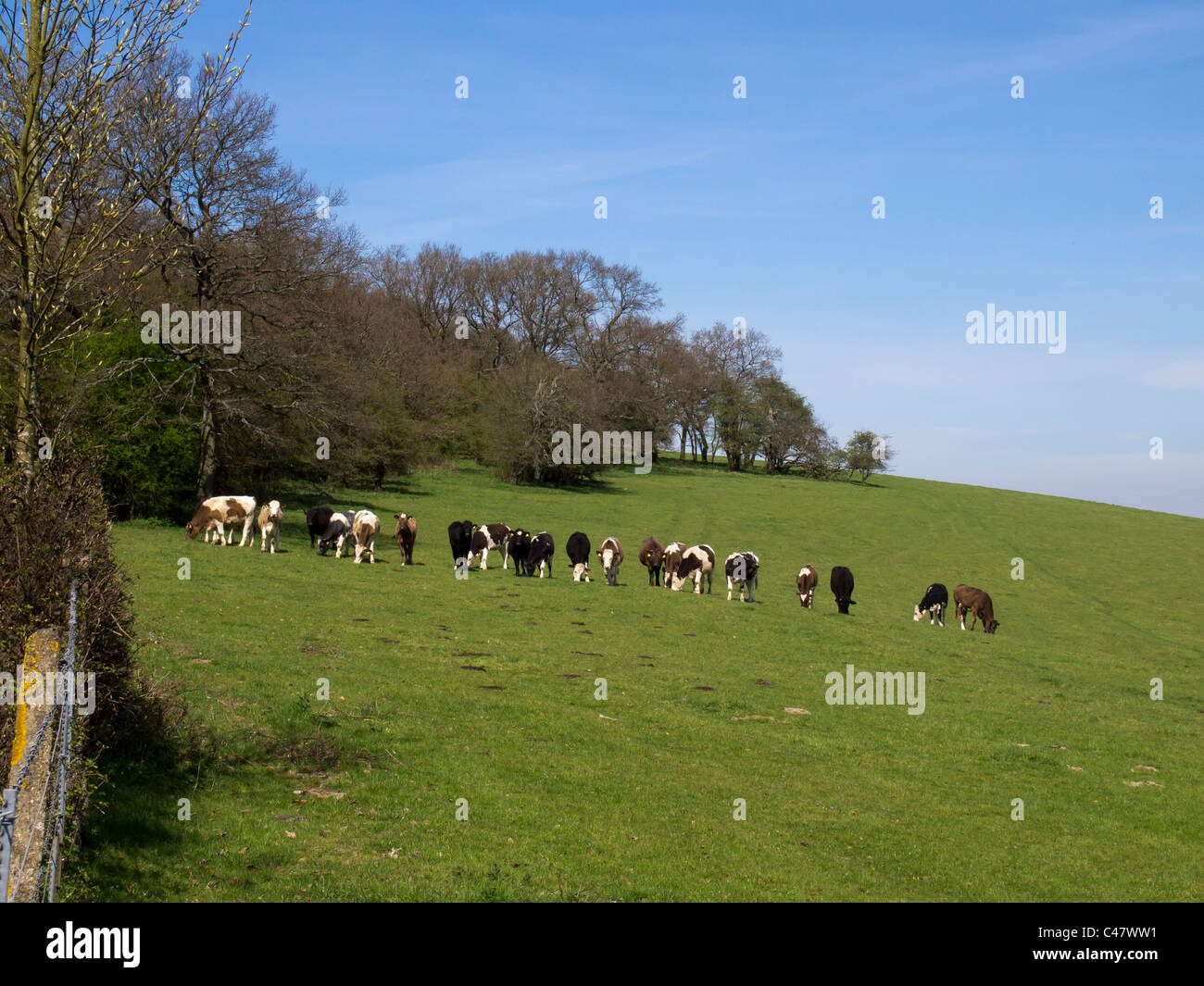 Eine Reihe von Vieh weidete ein Feld auf alte Winchester Hill in den South Downs National Park in Hampshire, England. Stockfoto