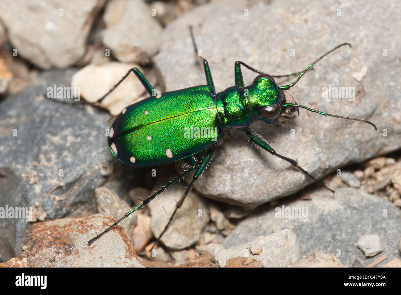 Sechs-spotted Tiger Beetle (Cicindelini Sexguttata) Stockfoto