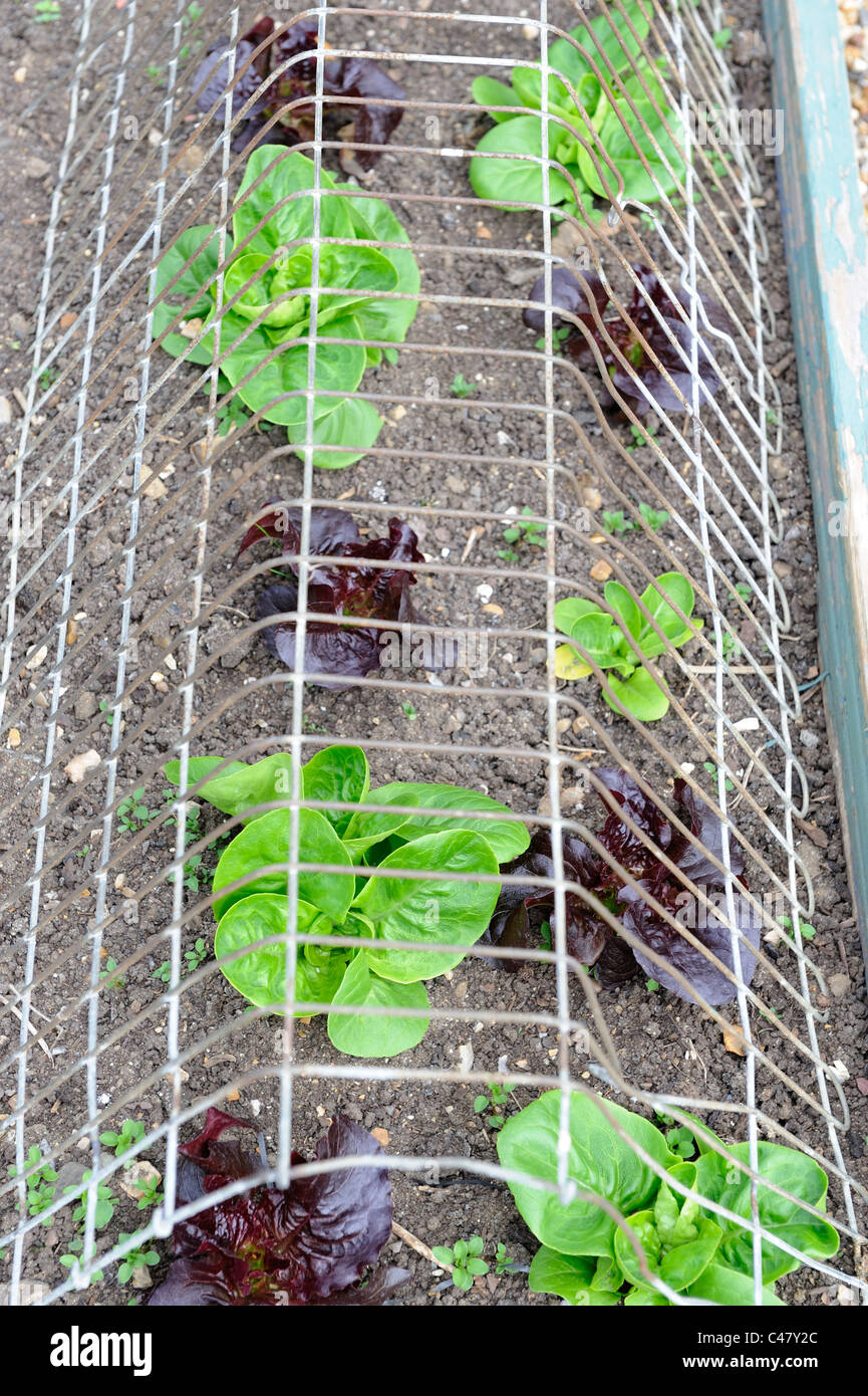 Salat Pflanzen geschützt mit Maschendraht gegen Vogel Schaden, Norfolk, England, Mai Stockfoto