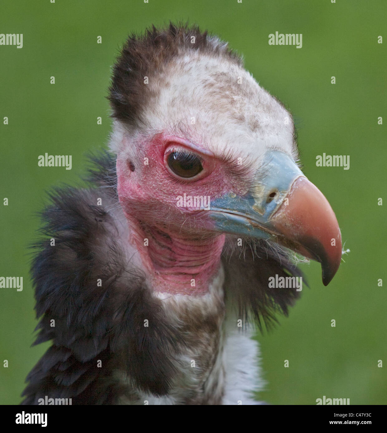 Weiße Spitze Geier (Trigonoceps Occipitalis) Stockfoto