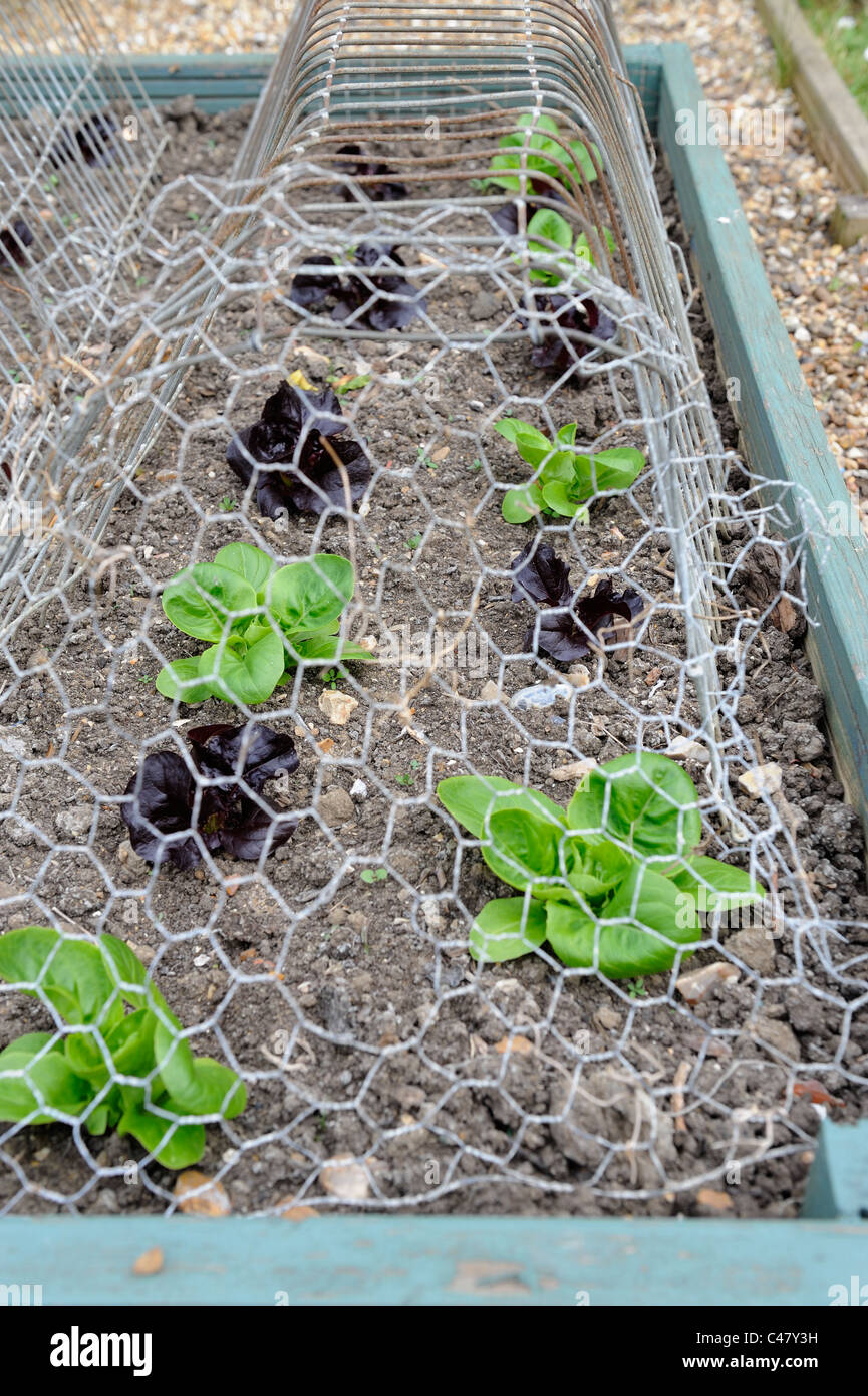 Salat Pflanzen geschützt mit Maschendraht gegen Vogel Schaden, Norfolk, England, Mai Stockfoto