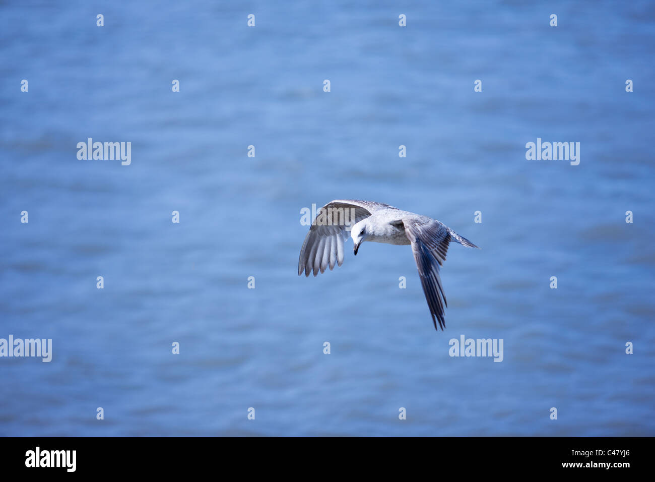 Möwen fliegen Stockfoto