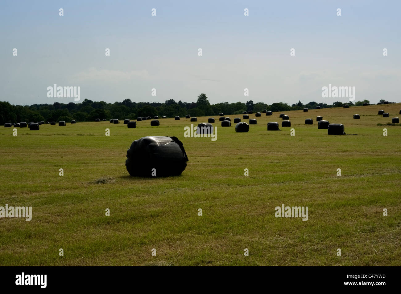 Heuballen im Spätsommer, Claygate, Surrey, UK Stockfoto