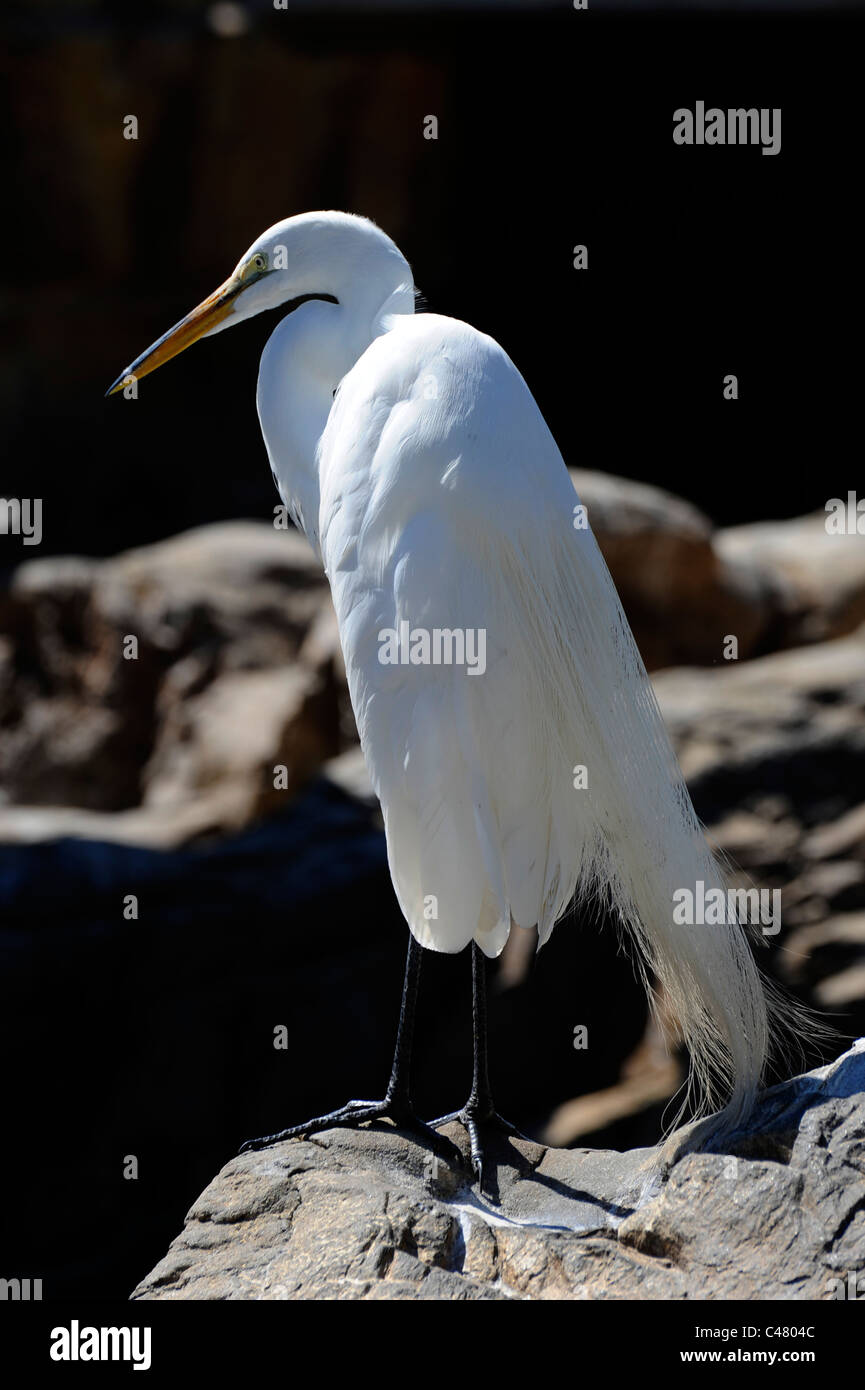 Sea World Adventure Theme Park Orlando Florida Silberreiher Stockfoto