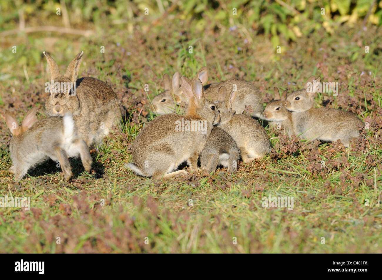 Europäische Kaninchen Oryctolagus Cunniculus erwachsenes Weibchen mit jungen außerhalb Warren, Norfolk, England Mai Stockfoto