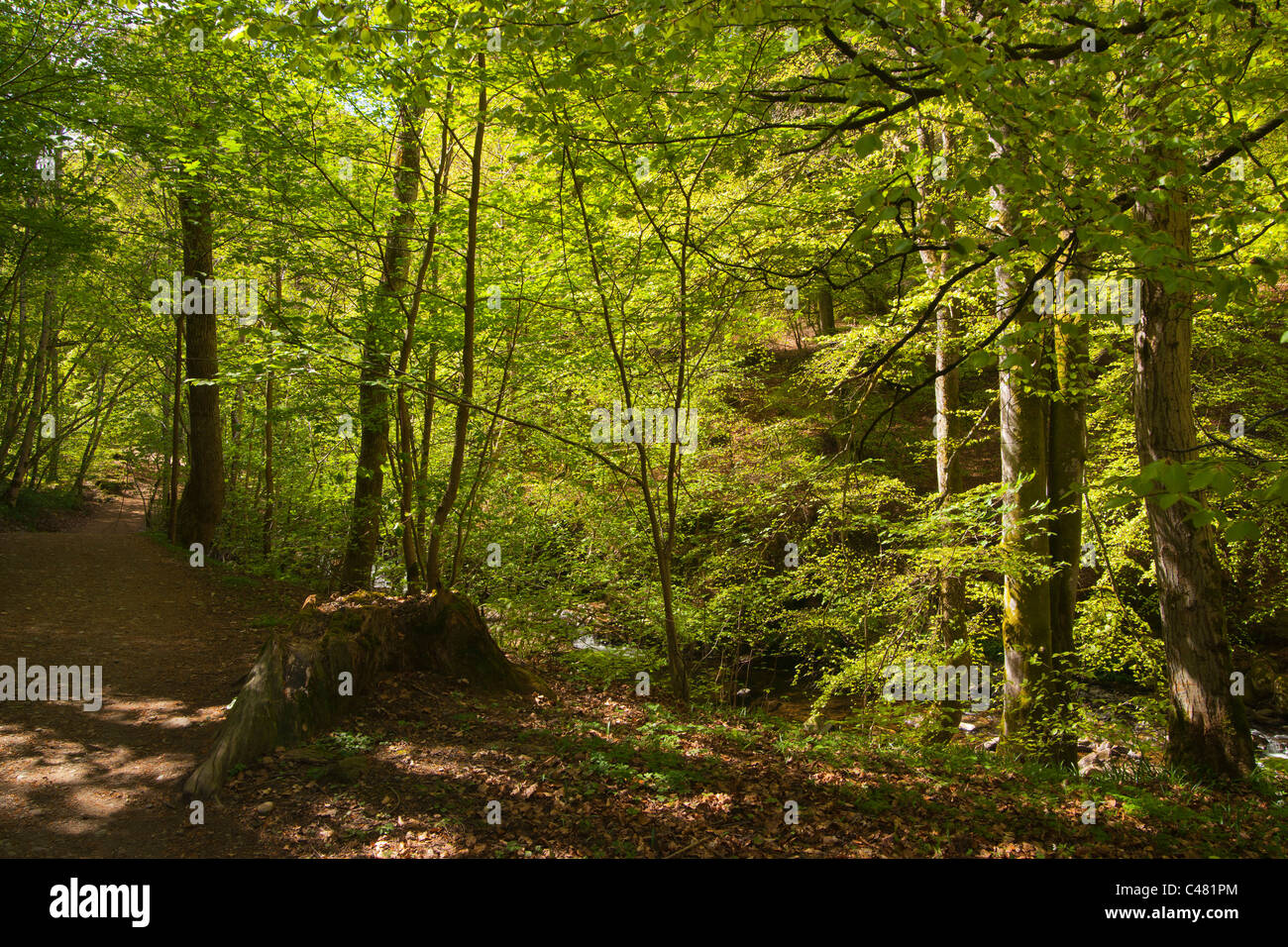 Birks Aberfeldy, Perthshire, Schottland, UK Stockfoto