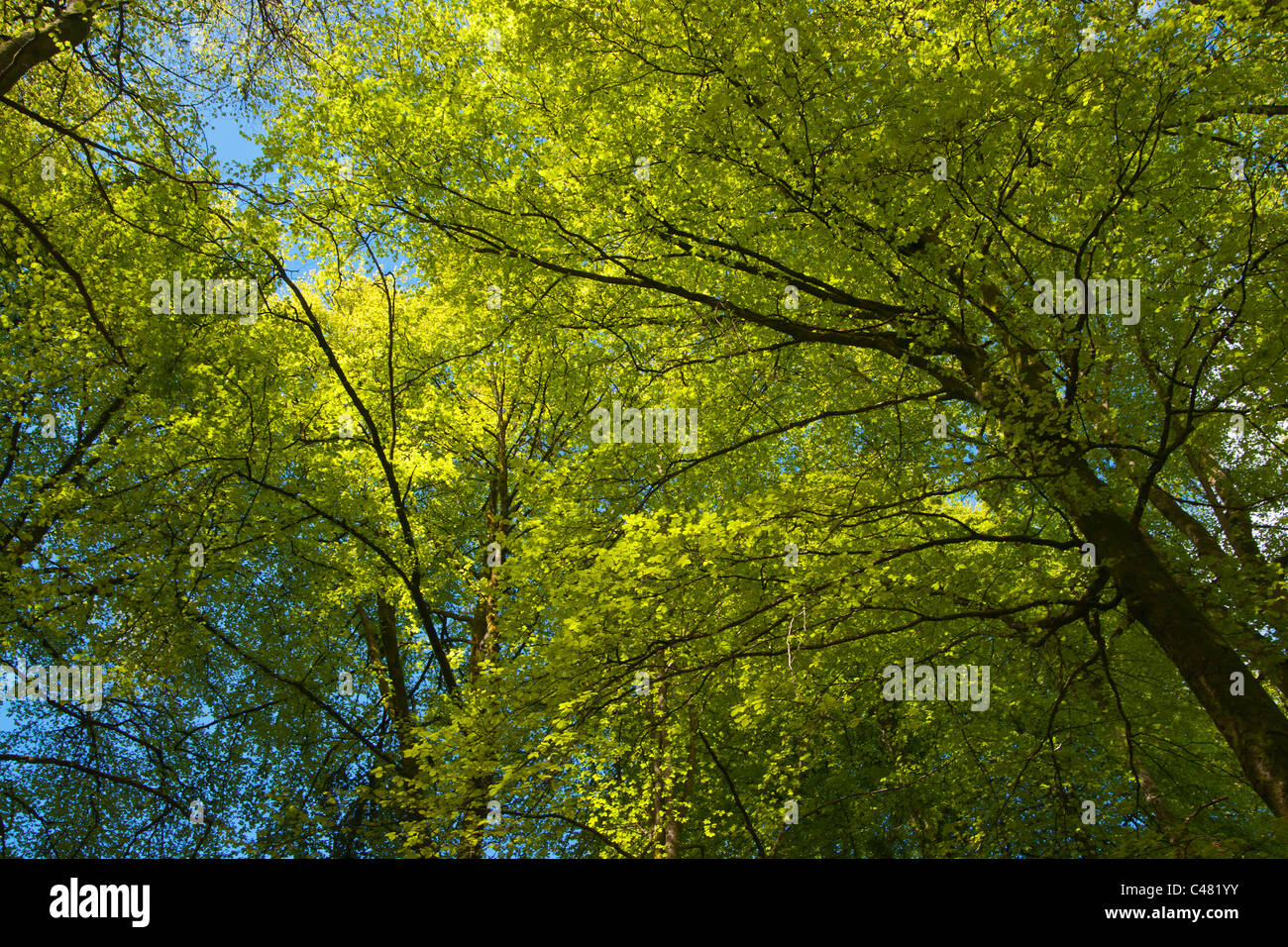 Birks Aberfeldy, Perthshire, Schottland, UK Stockfoto