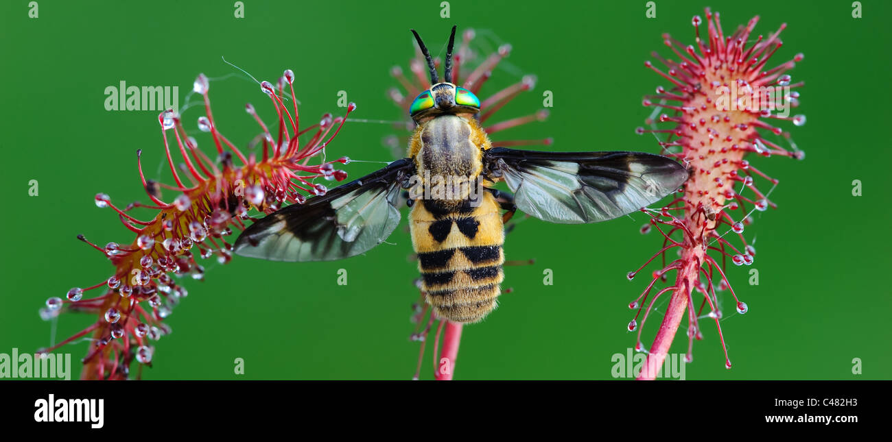 großen Sonnentau [Drosera Anglica, Drosera Longifolia] Stockfoto