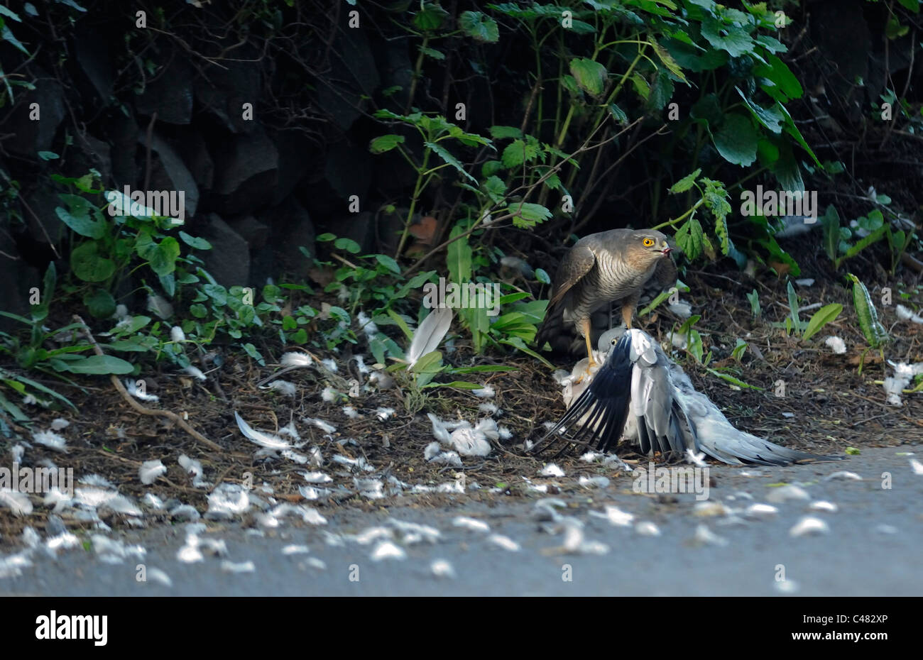 Weibliche Sparrowhawk Accipiter Nisus mit einer Ringeltaube Columba Palumbus, die es nur am Straßenrand in England getötet hat Stockfoto