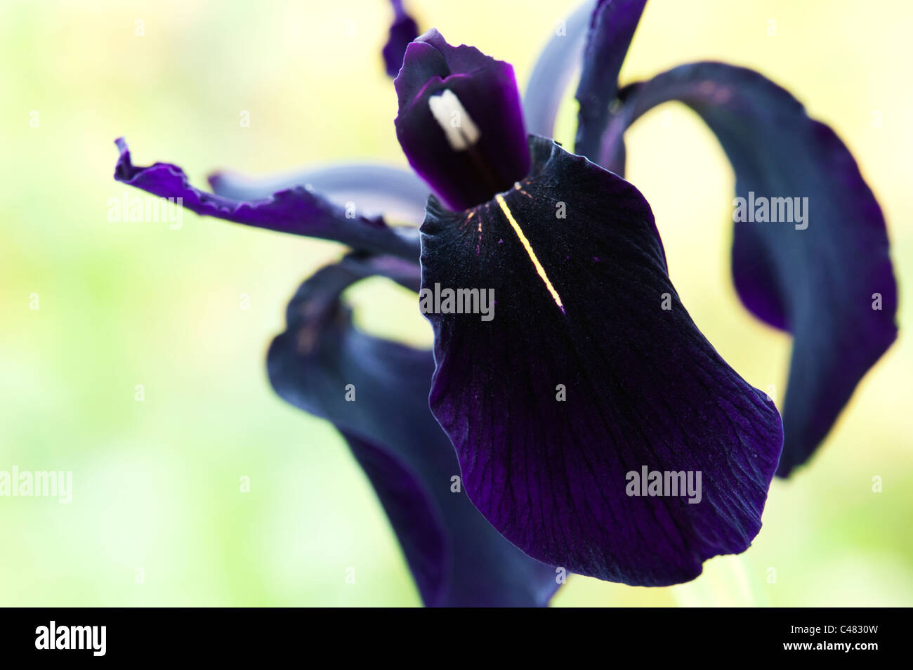 Schwarze iris blumen Fotos und Bildmaterial in hoher Auflösung