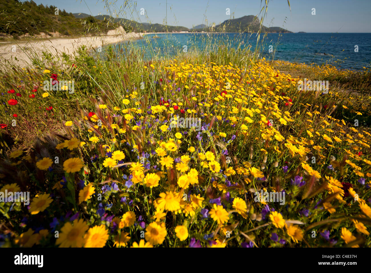 bunte Wildblumen am Strand Toroni, Sithonia, Griechenland Stockfoto