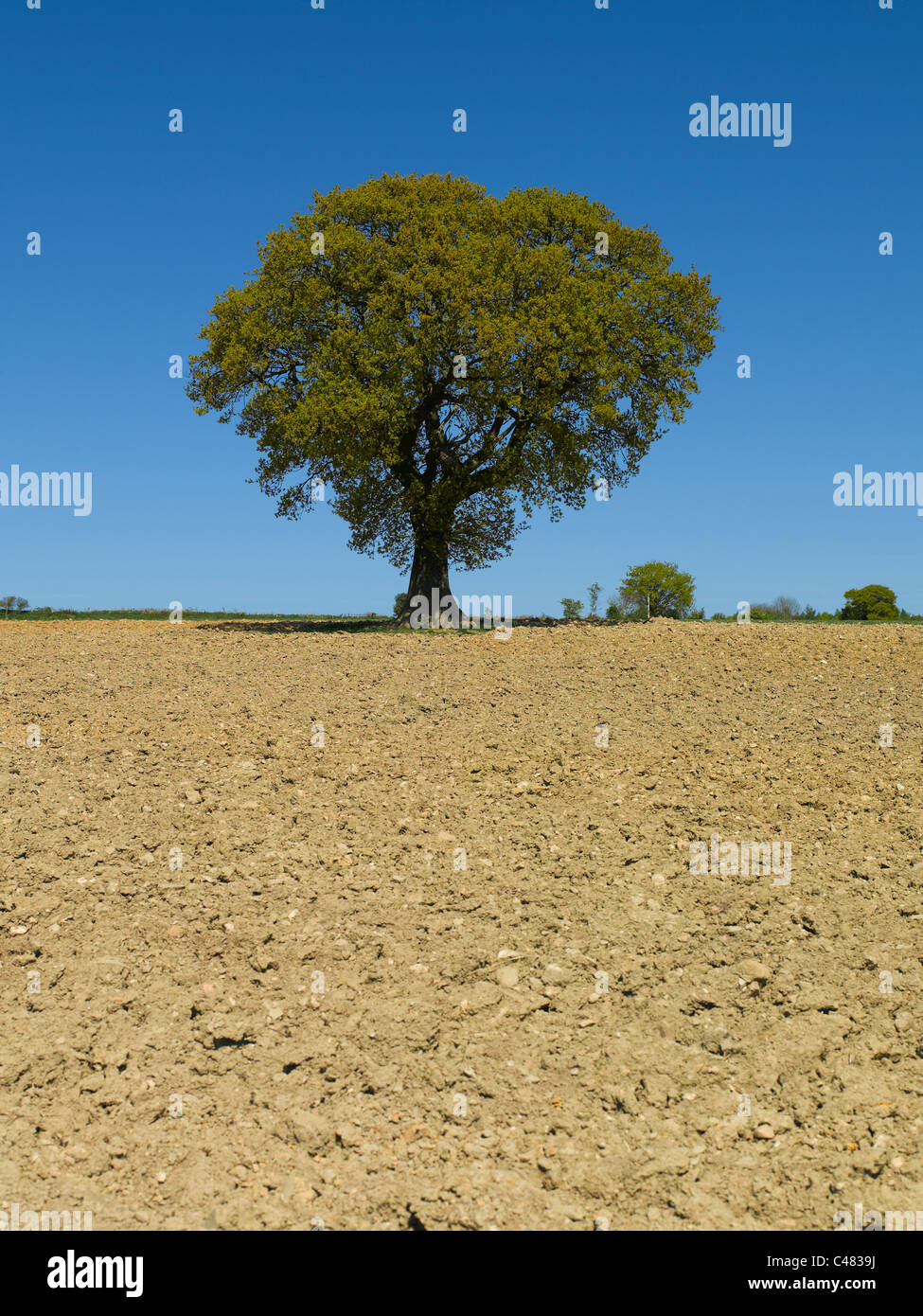 Einzeleiche in einem gepflügten Feld im Sommer Pockley North Yorkshire England Vereinigtes Königreich GB Großbritannien Stockfoto