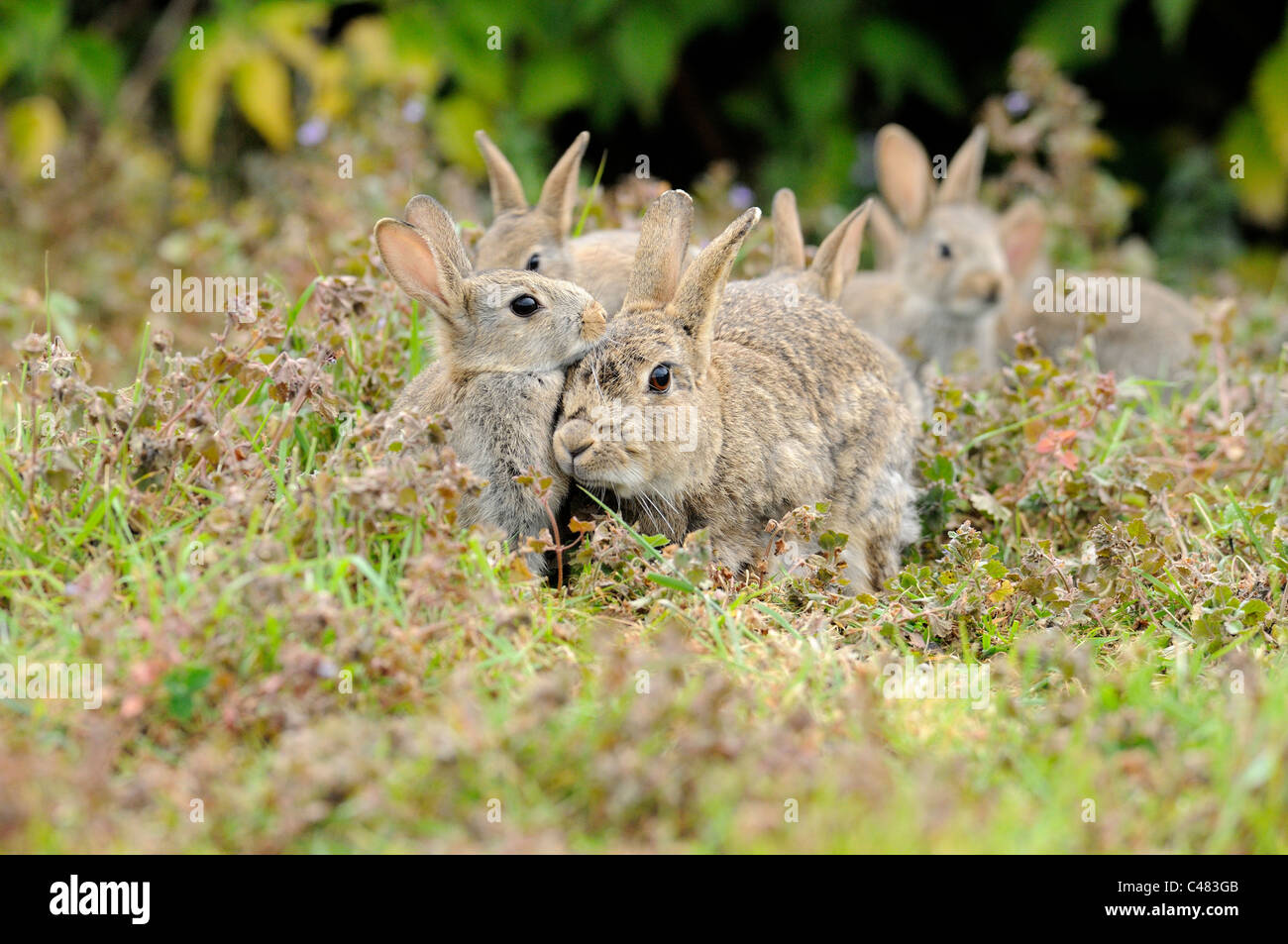 Europäische Kaninchen Oryctolagus Cunniculus erwachsenes Weibchen mit jungen versucht zu säugen Stockfoto