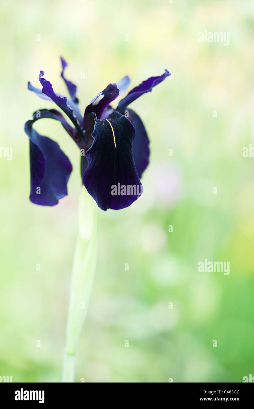Schwarze iris blumen Fotos und Bildmaterial in hoher Auflösung