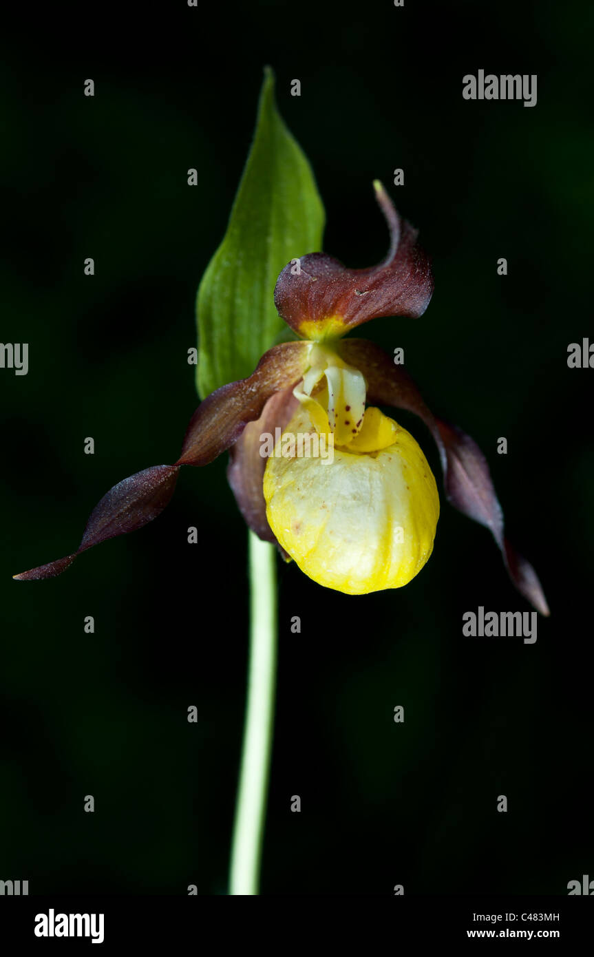 Europaeischer Frauenschuh, Cypripedium Calceolus, Lady Slipper Orchidee, Rena, Hedmark, Norwegen Stockfoto