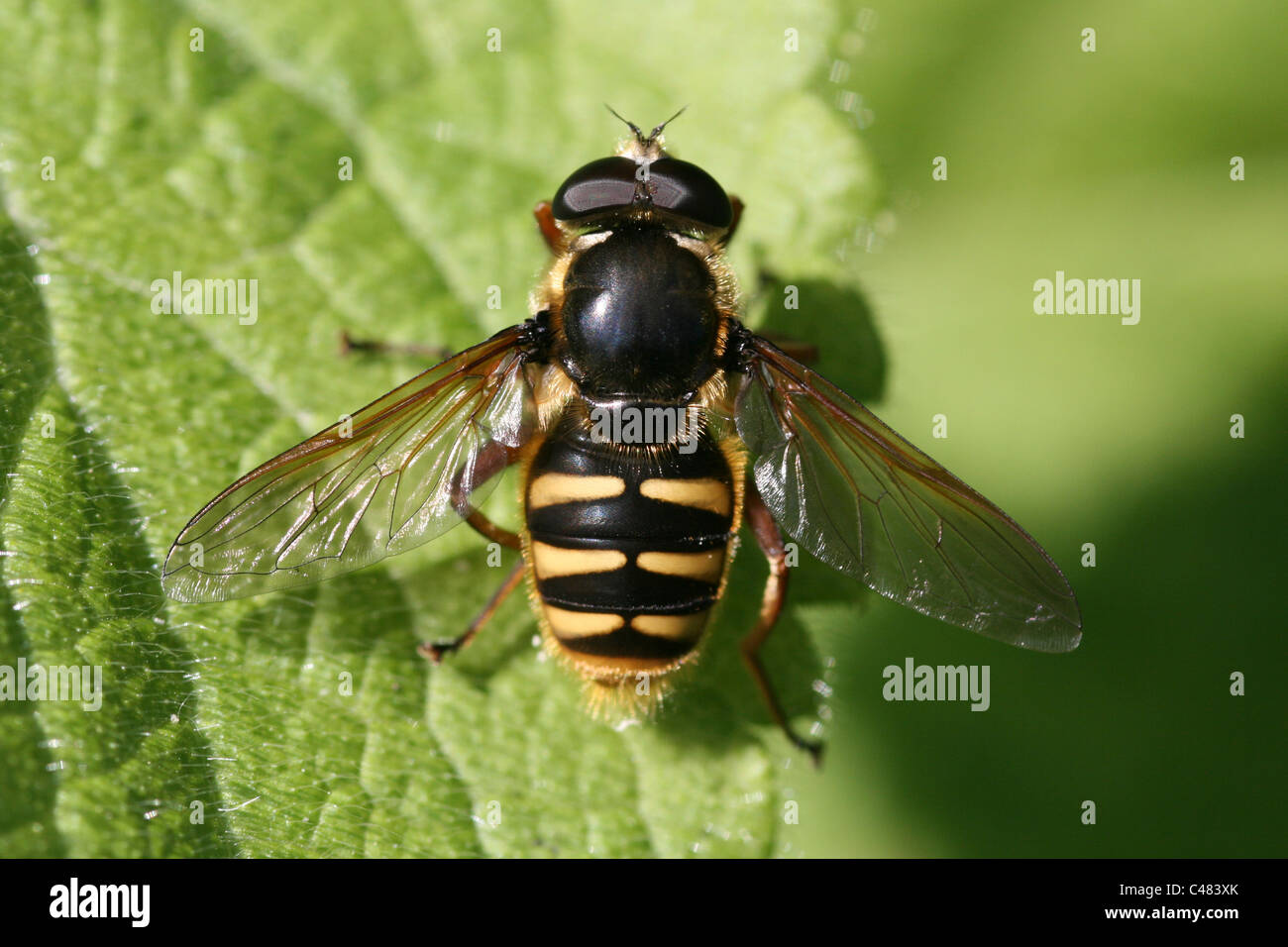 Gemeinsamen Bog Hoverfly Sericomyia Silentis, Lancashire, UK Stockfoto