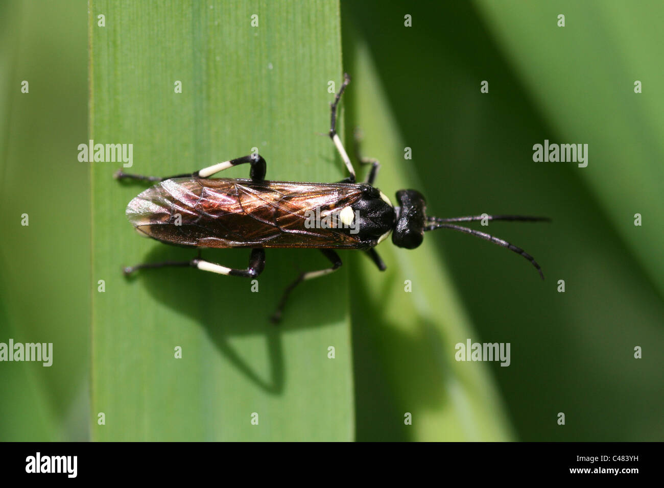 Blattwespen Macrophya Duodecimpunctata Lancashire, UK Stockfoto