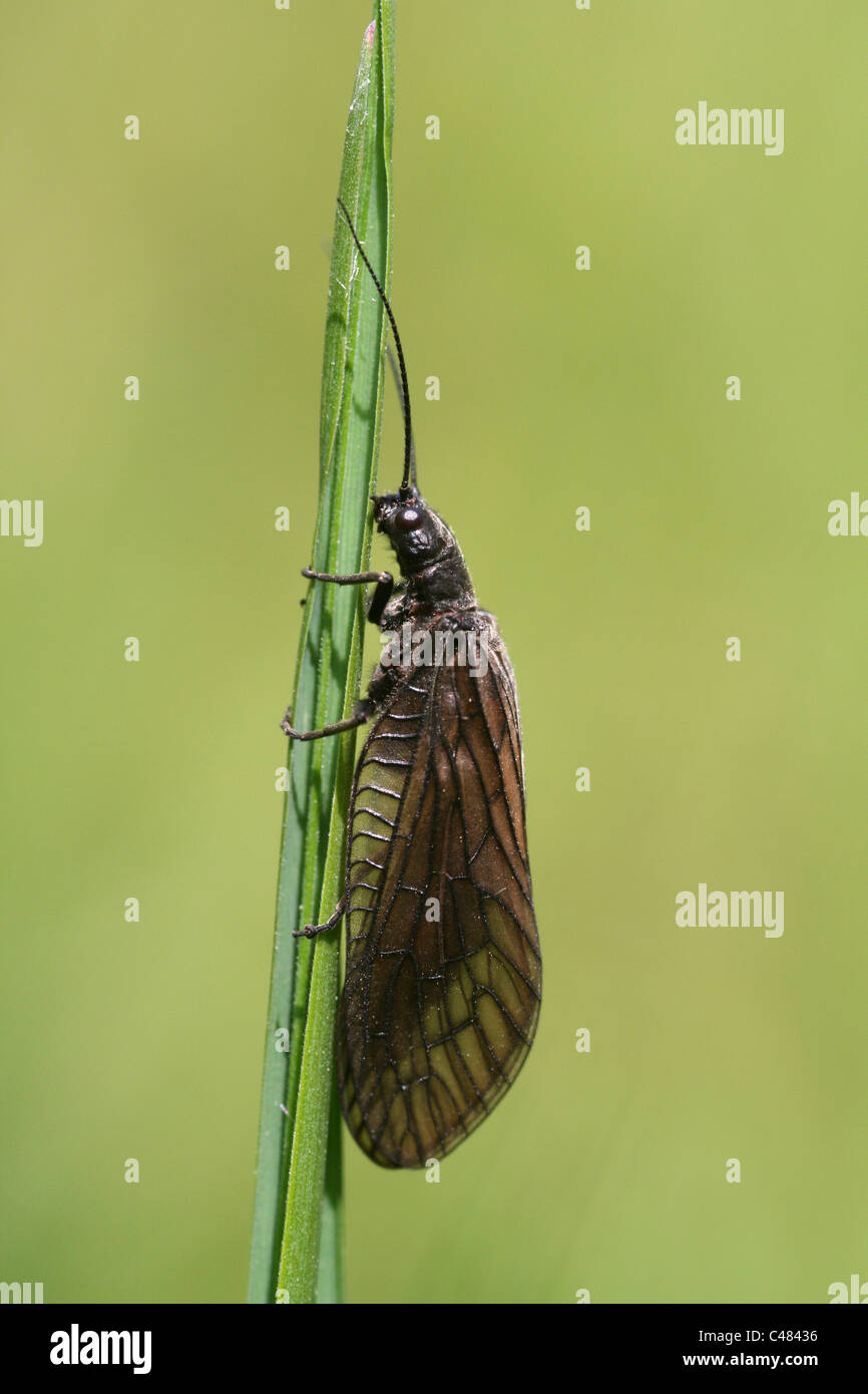 Erle fliegen Sialis Lutaria, Lancashire, UK Stockfoto