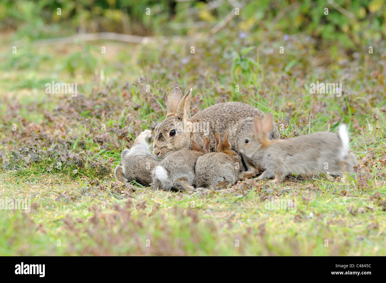 Europäische Kaninchen Oryctolagus Cunniculus erwachsenes Weibchen mit jungen versucht zu säugen Stockfoto