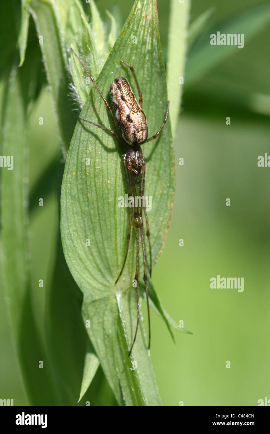 Spinne Tetragnatha Nigrita, Lancashire, UK Stockfoto
