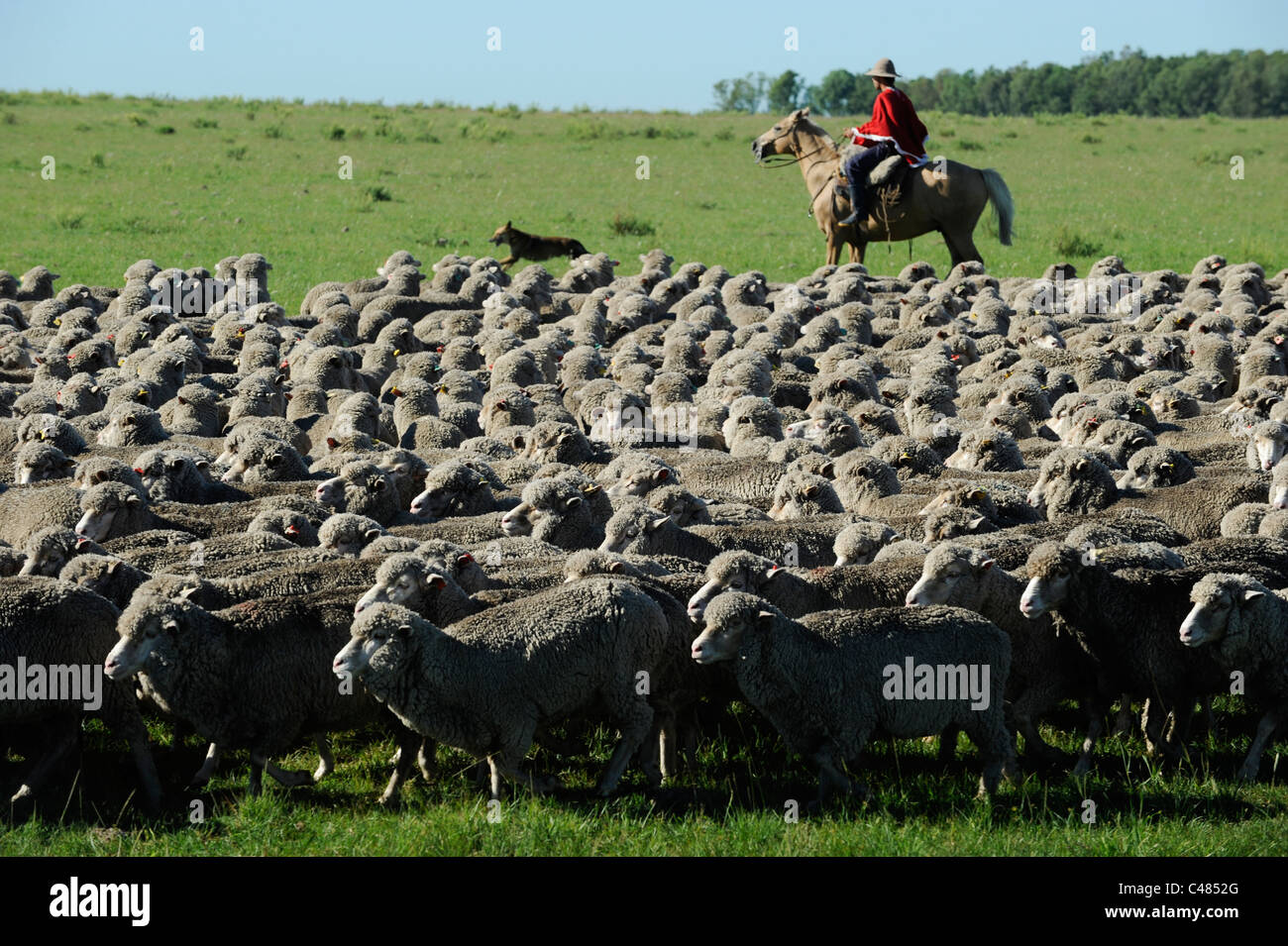 URUGUAY Landwirtschaft und Viehzucht, Gauchos mit Pferd und Merino Schafe Rinder auf Grasland Stockfoto