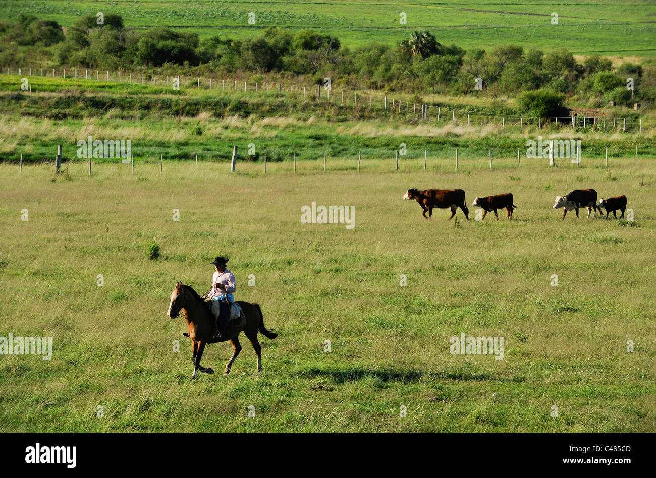 URUGUAY Landwirtschaft und Viehzucht, Gauchos mit Pferd und Kuh Vieh auf Weiden Stockfoto