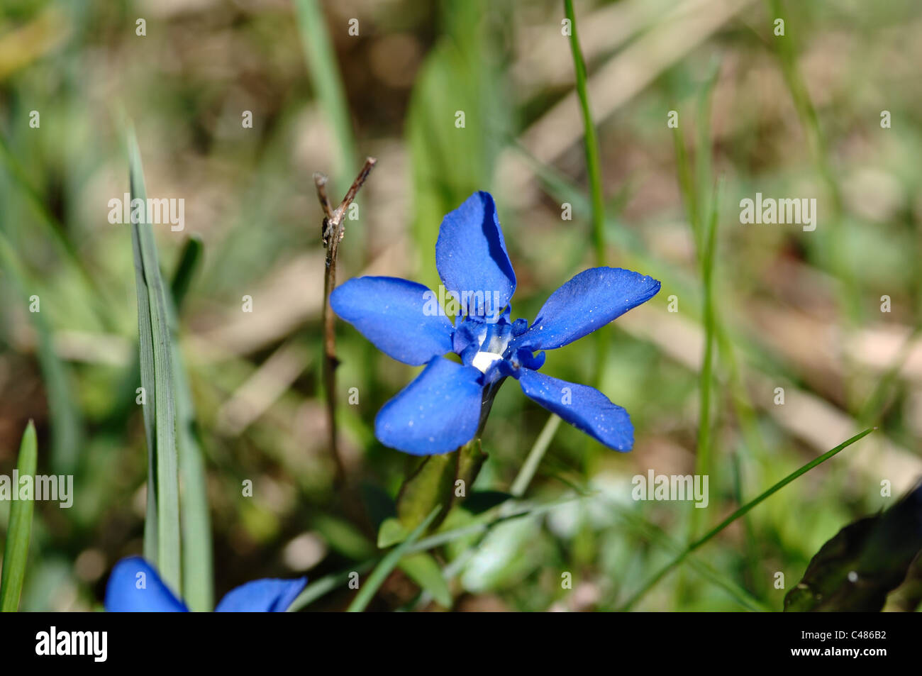 Frühlings-Enzian (Gentiana Verna) Stockfoto