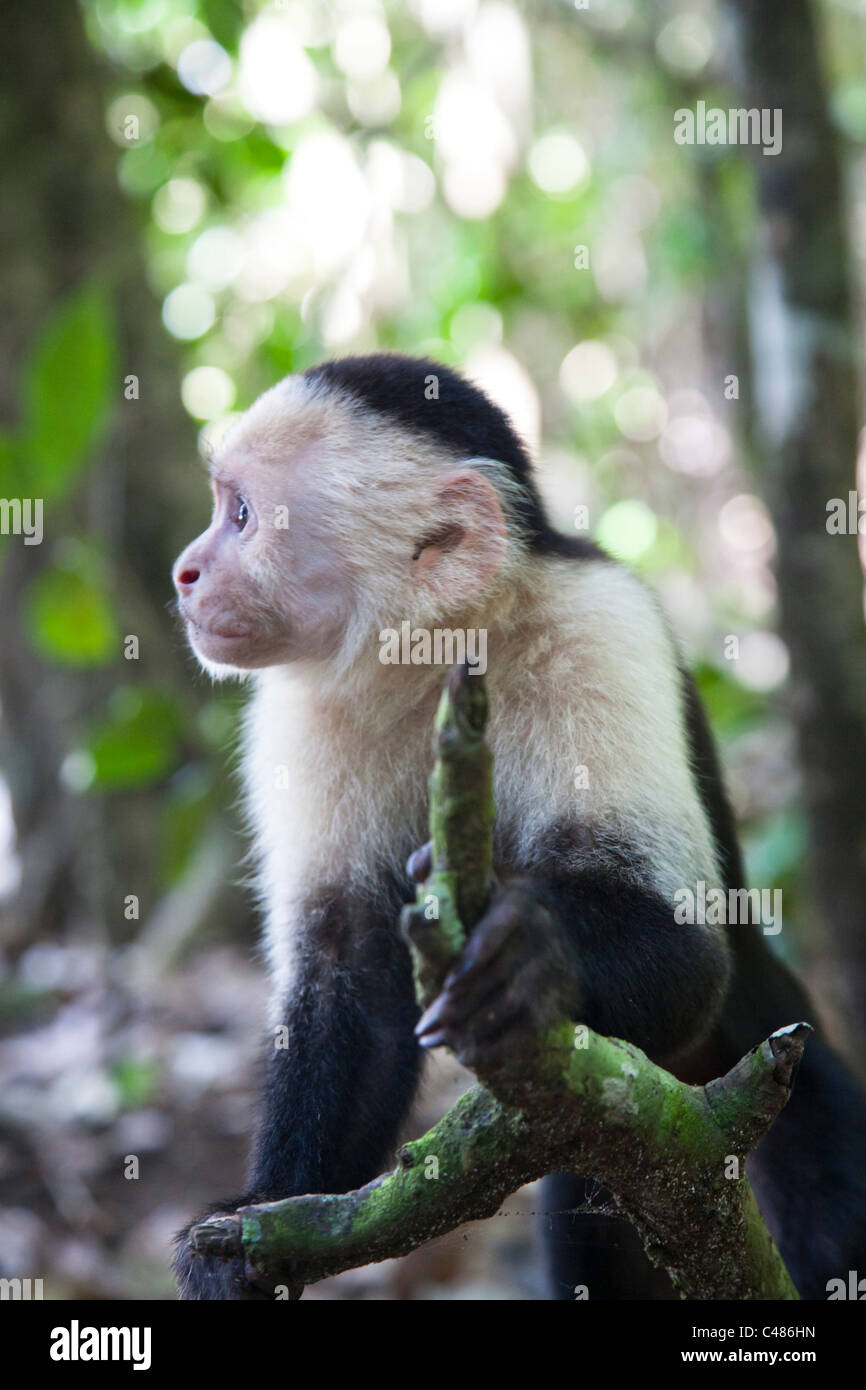 Gescheckte Kapuziner Affen in Manuel Antonio Nationalpark in der Provinz Puntarenas, Costa Rica Stockfoto