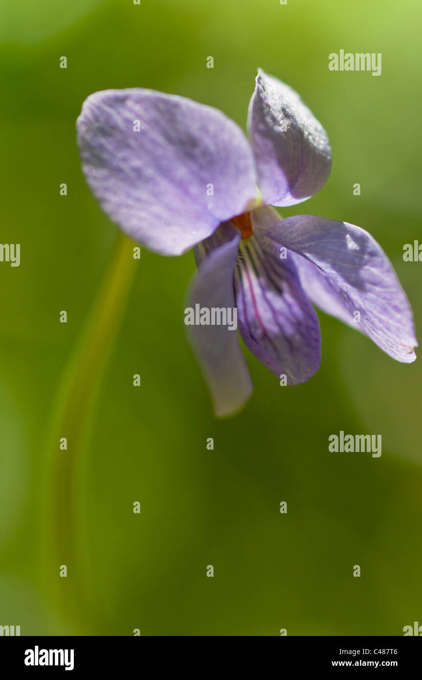 Grossporniges Veilchen, Viola Selkirkii, große trieb violett, Selkirk´s  Veilchen, Rena, Hedmark, Norwegen Stockfotografie - Alamy