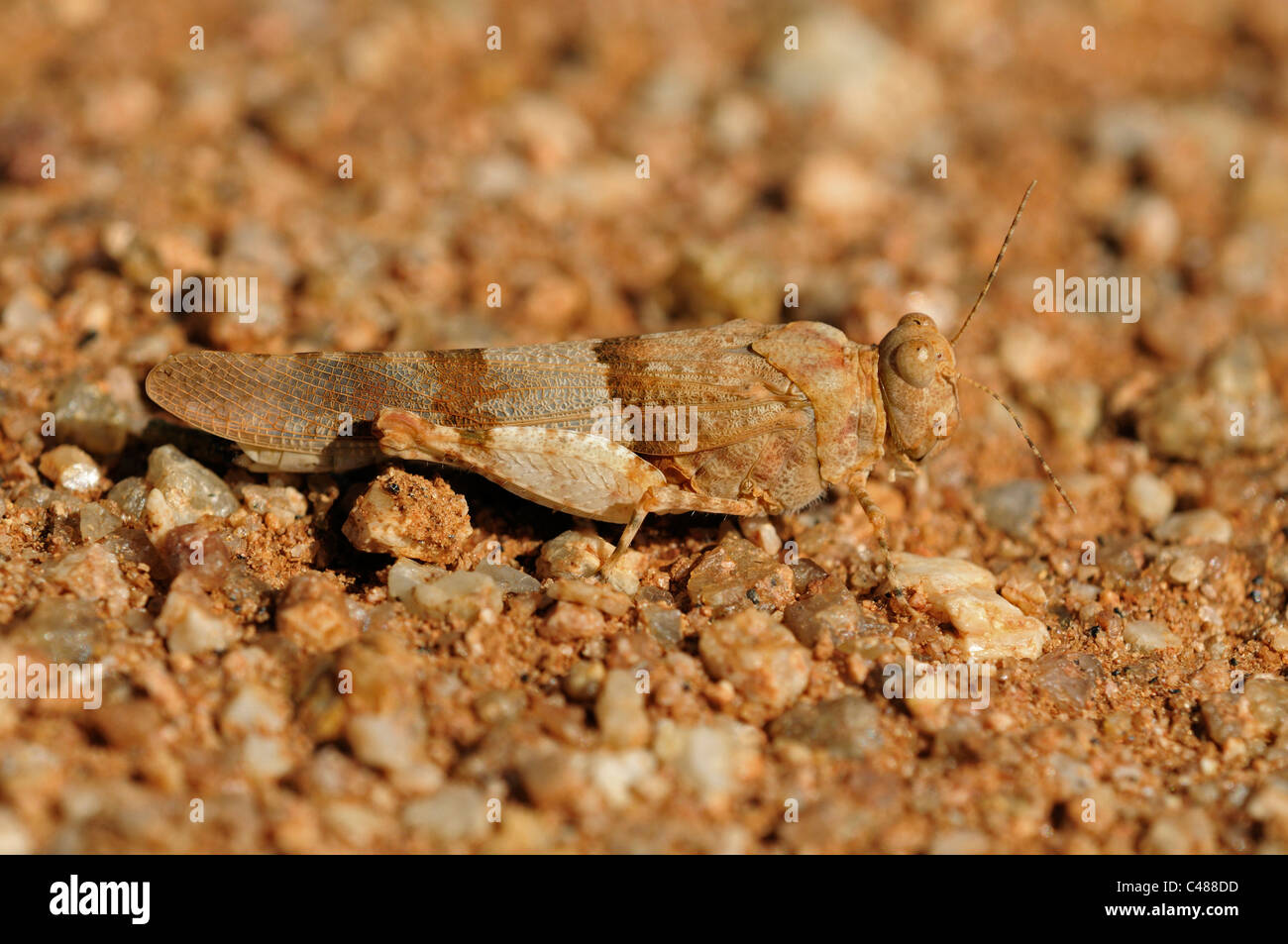 Kurz – gehörnte Grasshopper, Feldheuschrecken, Goegap Nature Reserve, Namaqualand, Südafrika Stockfoto