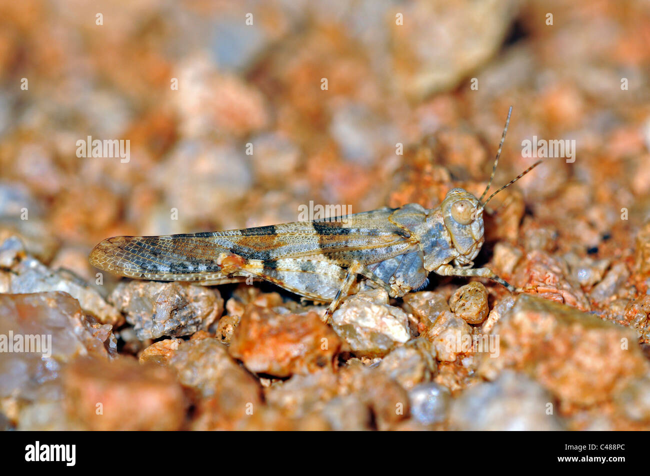 Grabende Heuschrecke, Mimicrying Boden, Goegap Nature Reserve, Namaqualand, Südafrika Stockfoto