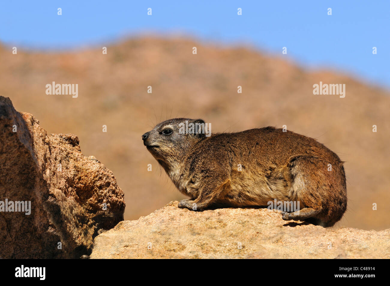 Rock Hyrax, Rock Klippschliefer (Procavia Capensis), Goegap Nature Reserve, Namaqualand, Südafrika Stockfoto