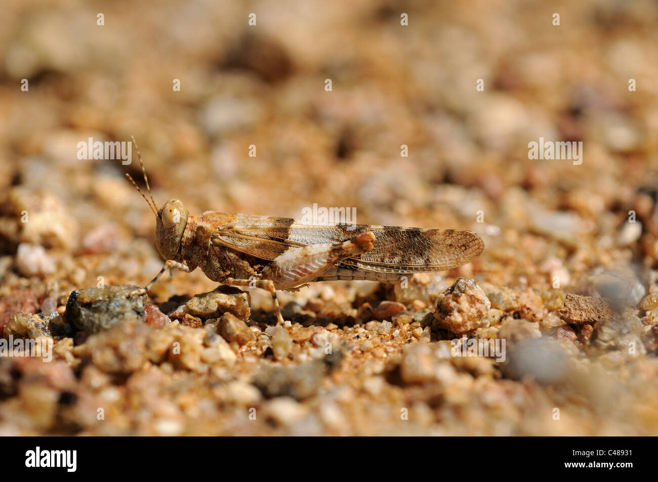 Grabende Heuschrecke, die Farbe der Erde und Steinen, Namaqualand, Südafrika Stockfoto