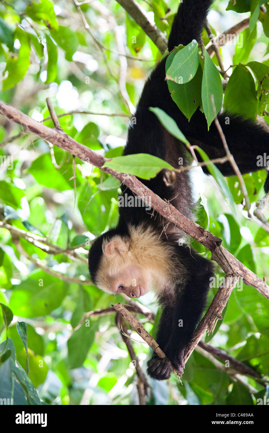 Gescheckte Kapuziner Affen in Manuel Antonio Nationalpark in der Provinz Puntarenas, Costa Rica. Stockfoto