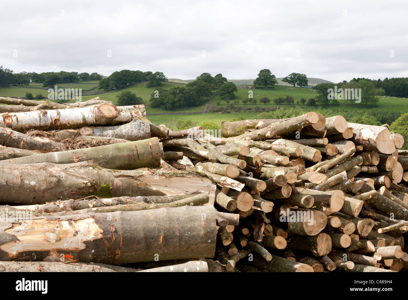 Nahaufnahme von Protokoll-Stapel mit Cumbria Fells im Hintergrund Stockfoto