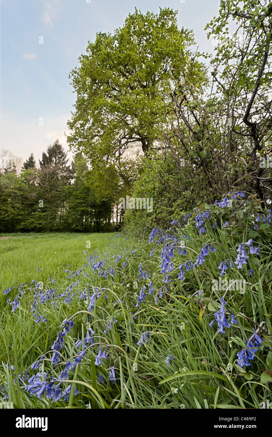 einheimischen Glockenblumen in Hecke, große Somerford, Chippenham, Wiltshire England UK United Kingdom, Great Britain Stockfoto