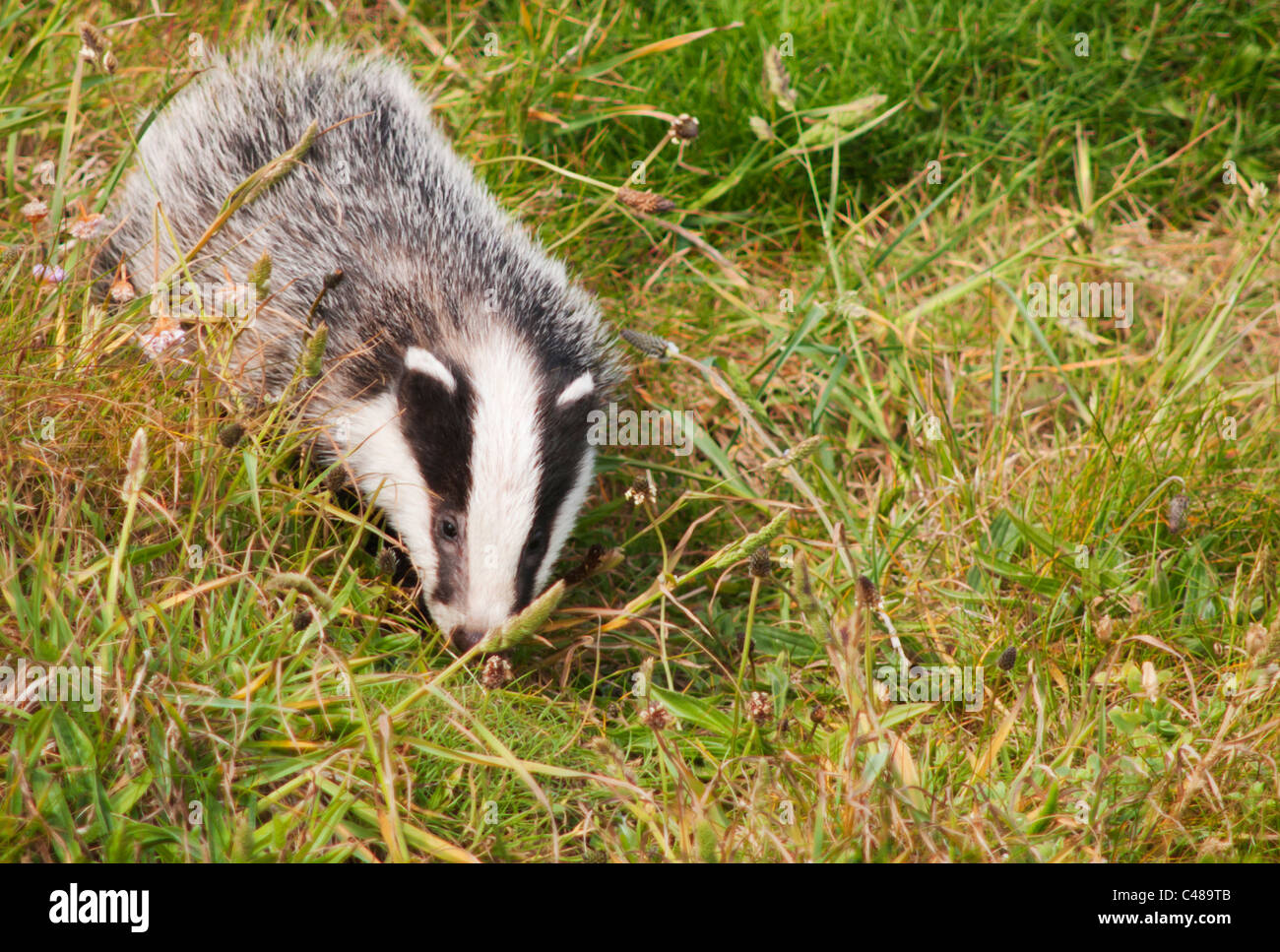 Gut gewachsene Badger Cub entlang der Pembrokeshire Coast Path in Wales Stockfoto