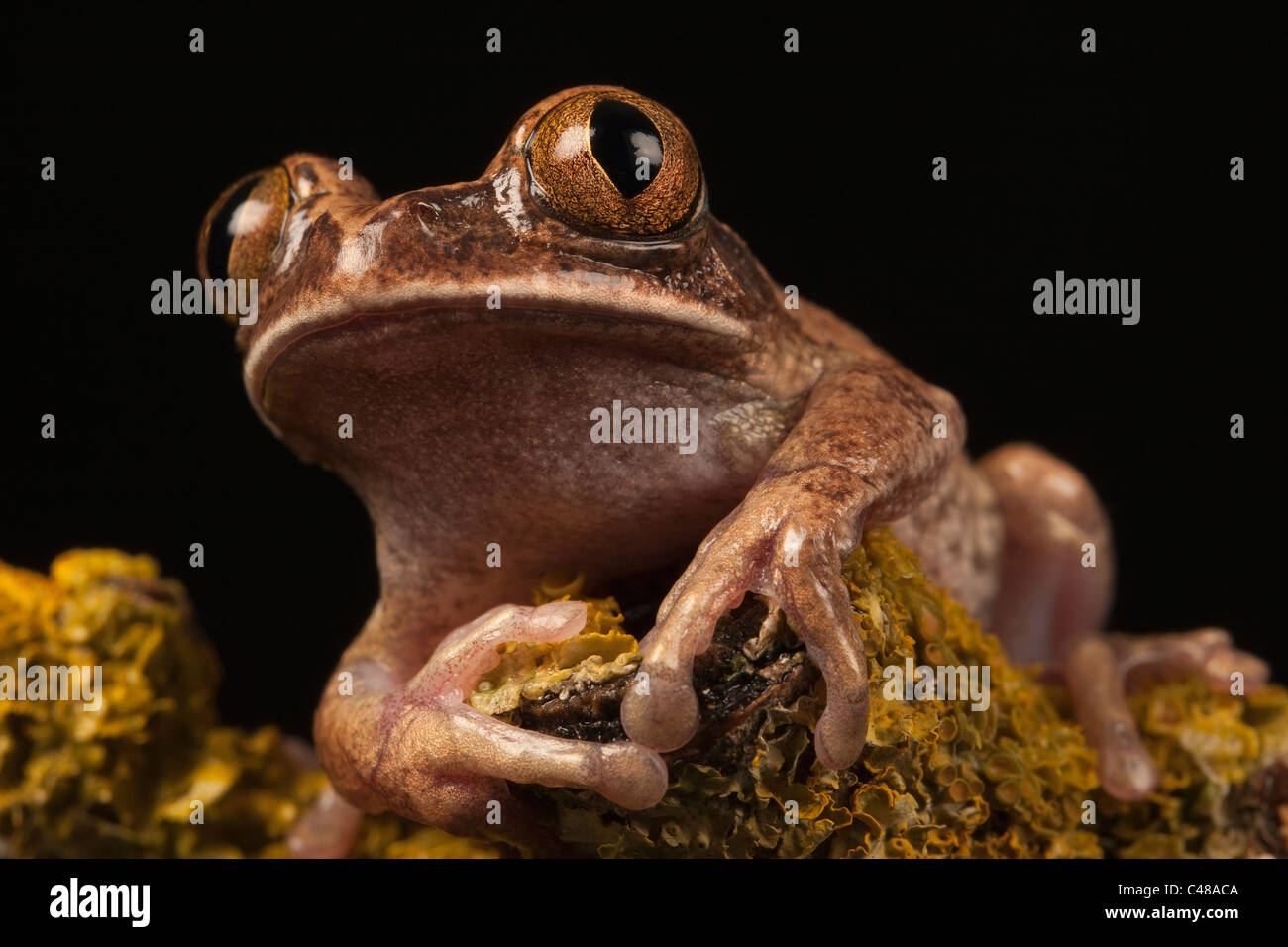 Marmoriert Reed Frog / malte Reed Frosch (Hyperolius Marmoratus) saß auf Flechten verkrustete Branch, Porträt Stockfoto