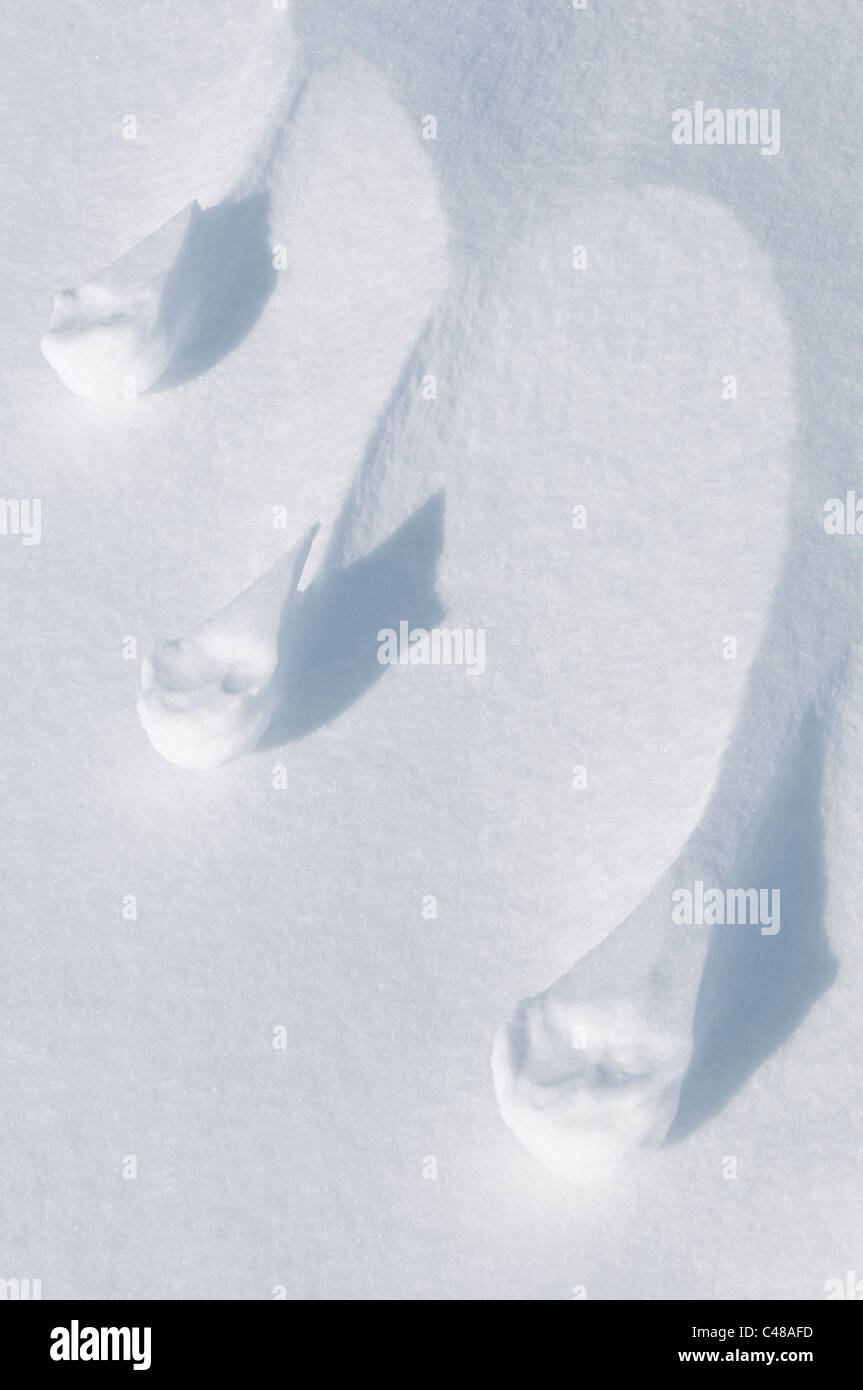 Strukturen Im Schnee, Norrbotten, Lappland, Schweden; Maerz Schneestrukturen detail Deflation Wind-erosion Stockfoto