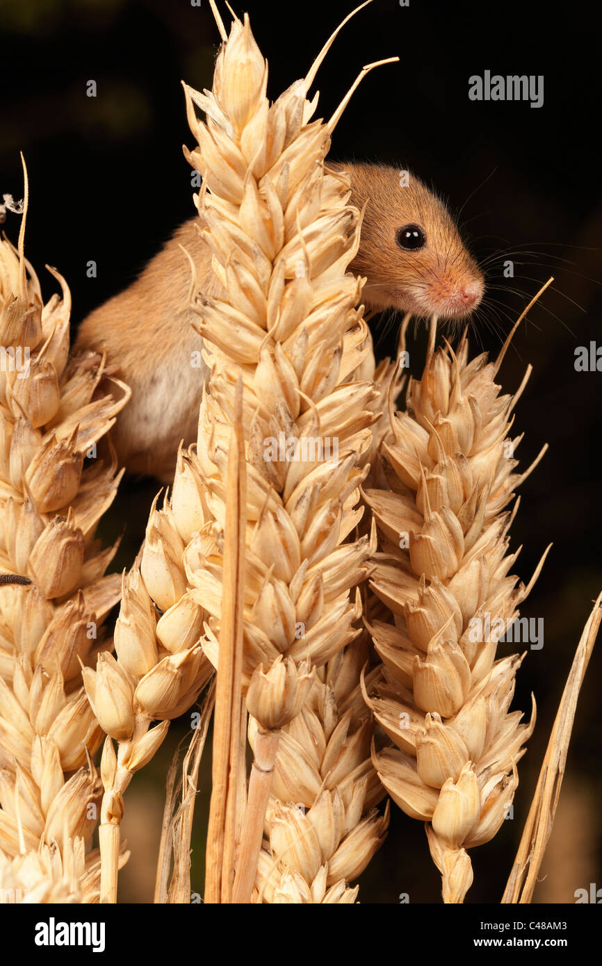 Zwergmaus [Micromys Minutus] in Weizen-Getreide, Porträt Stockfoto