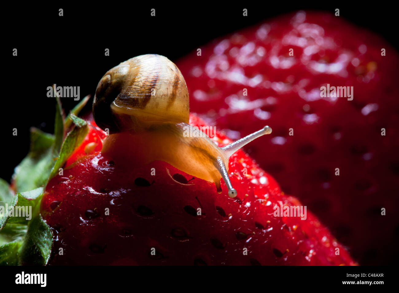 Nahaufnahme der Schnecke auf Erdbeere Stockfoto